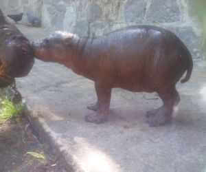 Hipopotam karłowaty z wrocławskiego zoo