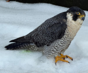 Nie żyje Giga - samica sokoła wędrownego związana z Pałacem Kultury i Nauki