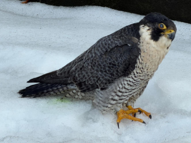 Nie żyje Giga - samica sokoła wędrownego związana z Pałacem Kultury i Nauki