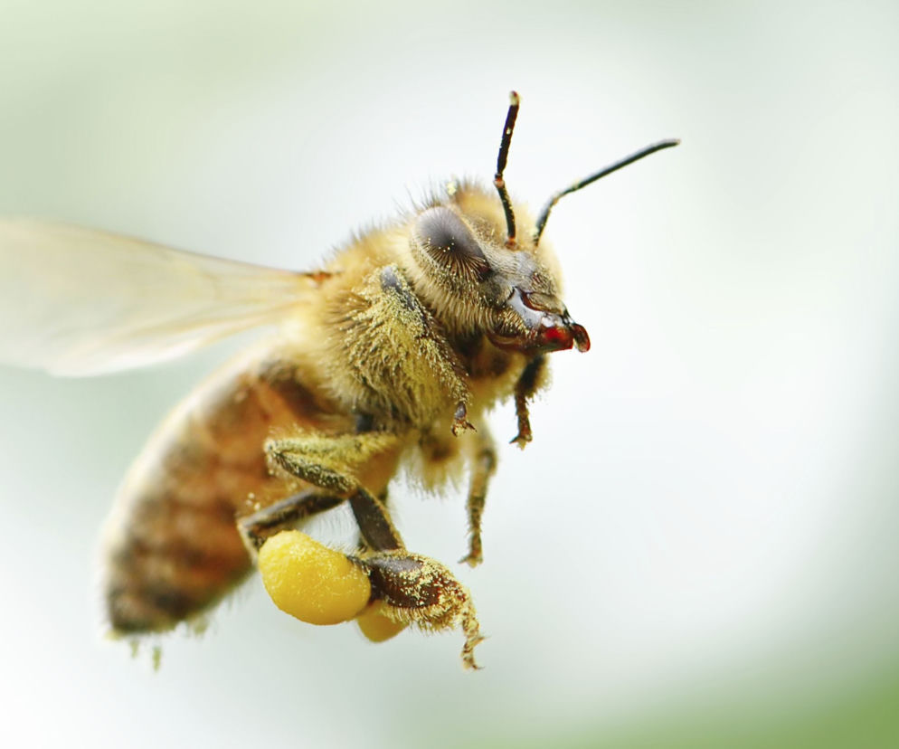 Propolis, mleczko pszczele, wosk pszczeli, pyłek kwiatowy jako składniki kosmetyków