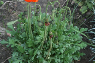 Mak syberyjski = mak nagołodygowy - Papaver nudicaule = Papaver miyabeianum