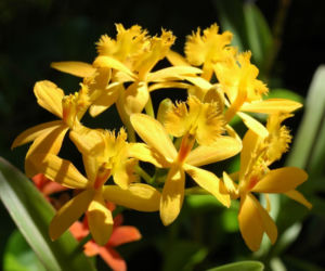 Epidendrum 