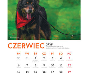 Czerwiec - kalendarz ze zwierzętami