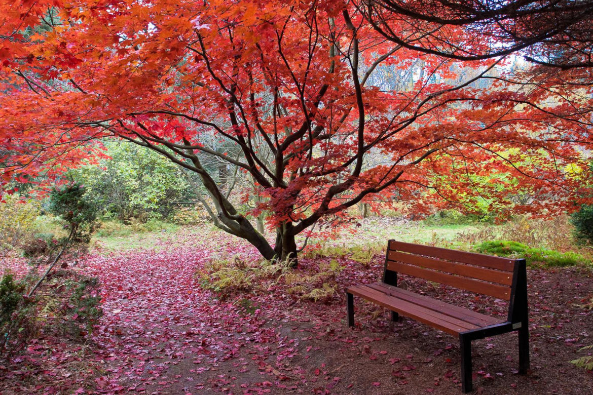 Arboretum w Rogowie