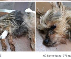 Zostawił u weterynarza umierającą suczkę i UCIEKŁ. Przychodnia poszukuje właściciela!
