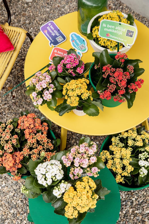 Kalanchoe