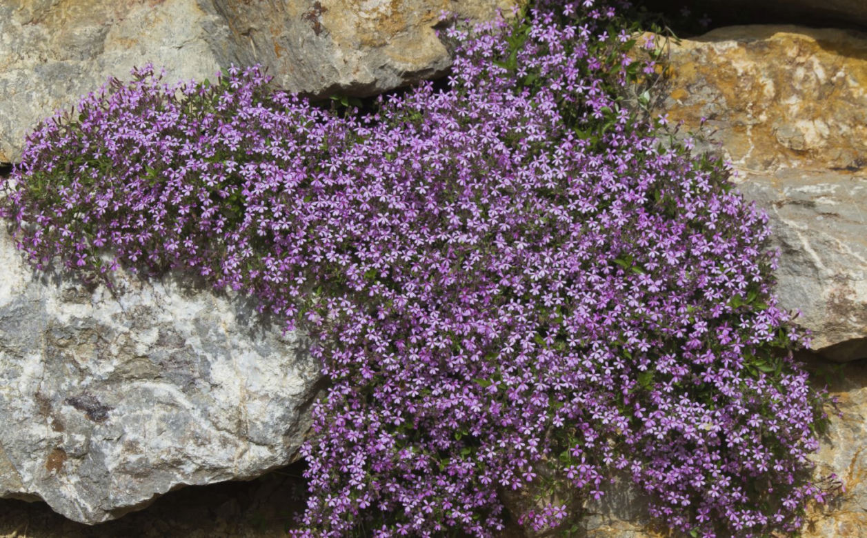 mydlnica