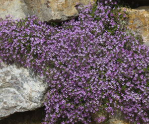 mydlnica