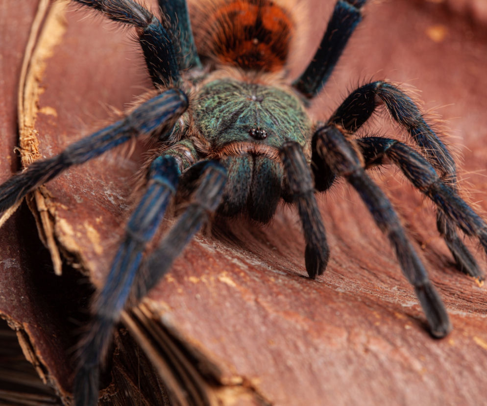 Szok! Ogromna tarantula sterroryzowała pociąg. Pasażerowie zachowali zimną krew!