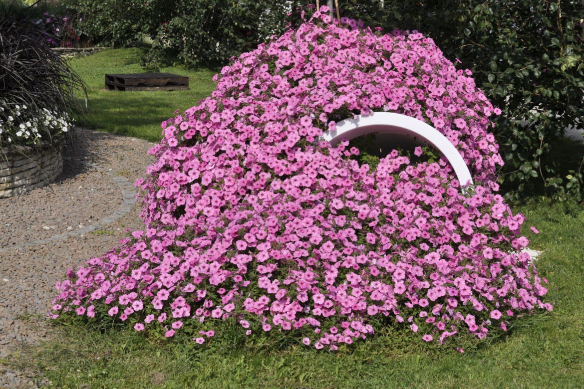 Supertunia Vista