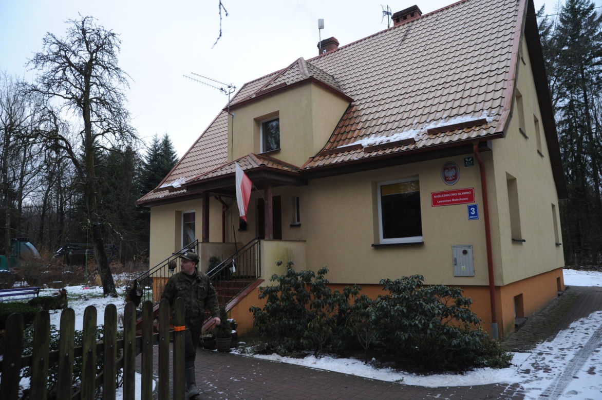 Leśnicy zostali zaatakowani przez rannego dzika