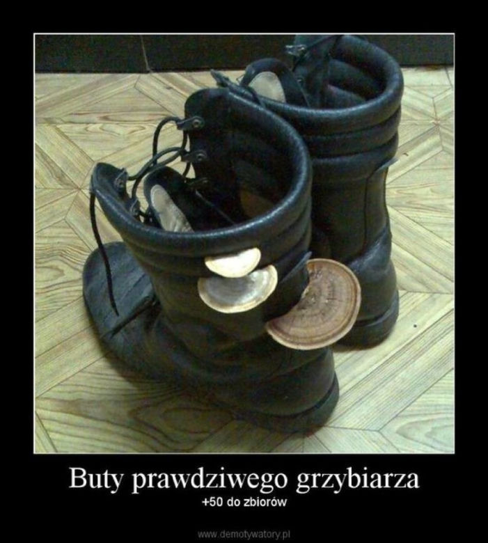 Trwa sezon na grzyby! Oto najlepsze memy o grzybiarzach!