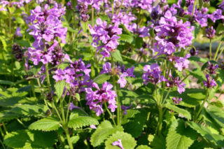 Czyściec wielkokwiatowy - Stachys grandiflora = Stachys spicata