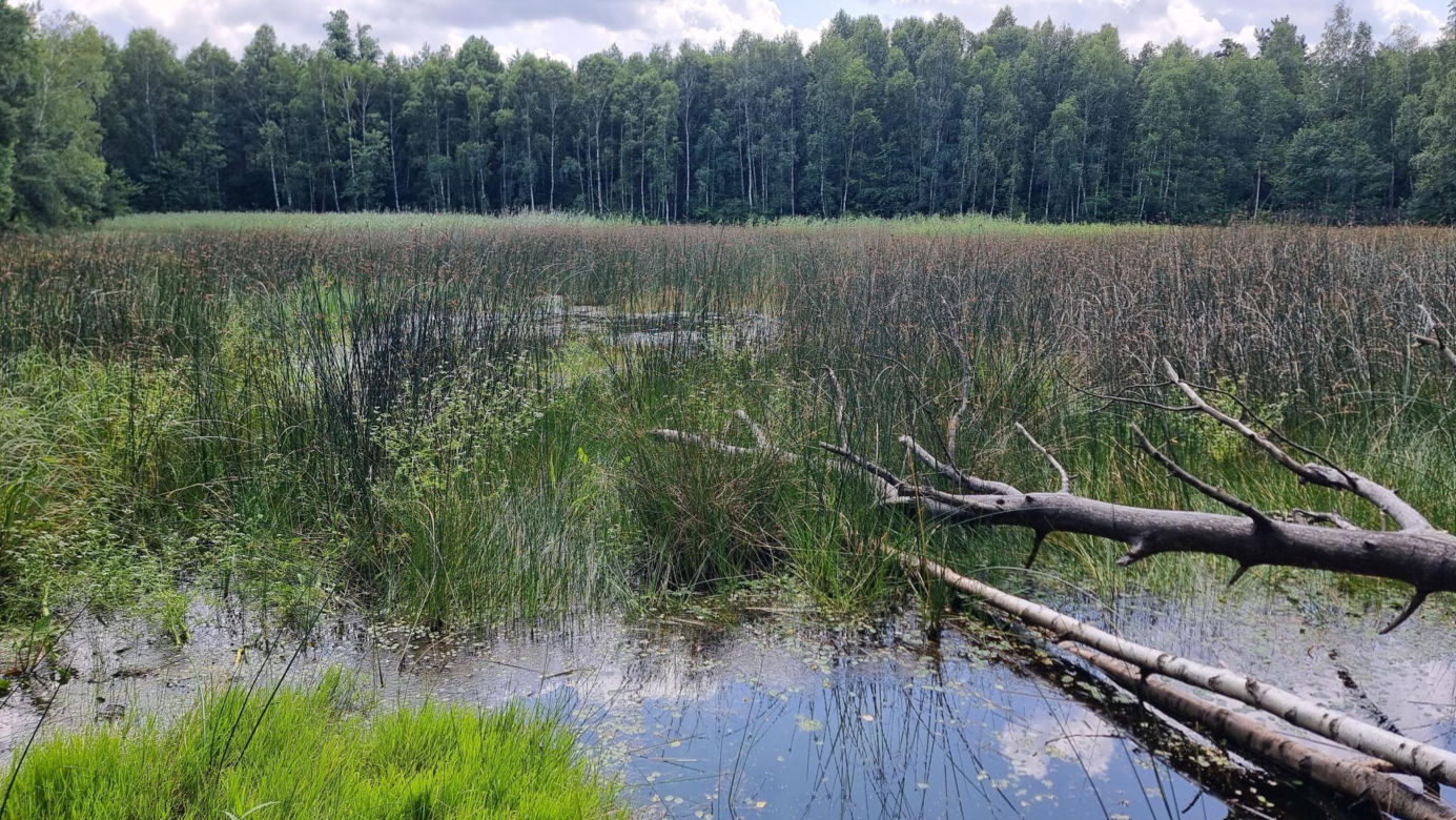 Ryba trawianka to gatunek inwazyjny