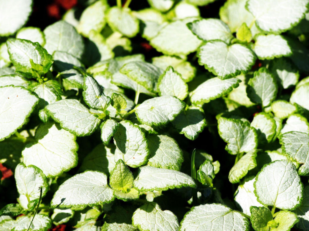 Jasnota plamista 'White Nancy'