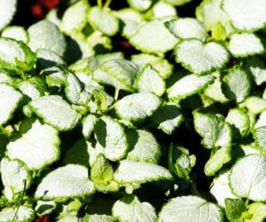 Jasnota plamista 'White Nancy'