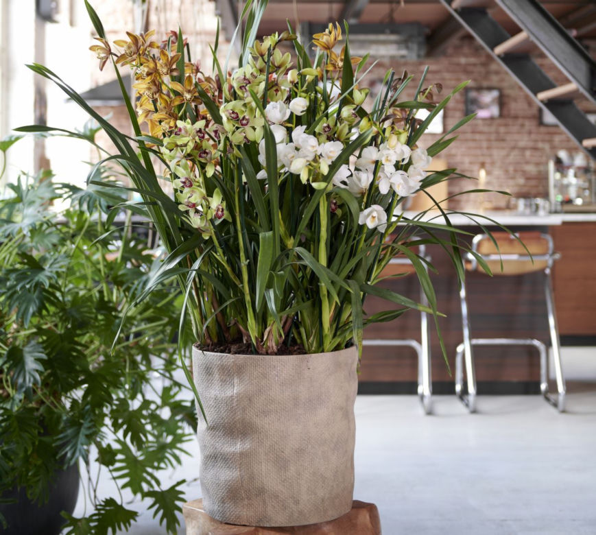 Storczyki Cymbidium