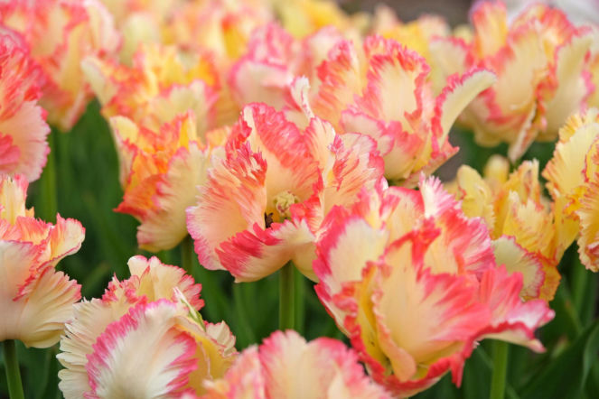 Tulipan papuzi 'Caribbean Parrot'