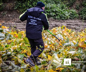 Usuwanie rdestowca na budowie Trasy Północnej