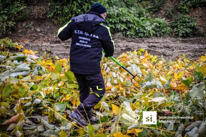 Usuwanie rdestowca na budowie Trasy Północnej