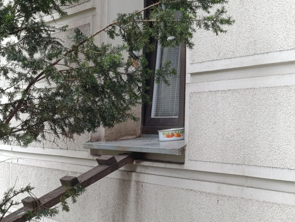  Żyją w symbiozie z gołębiami i kotami. Agresywne gryzonie opanowały blok w Warszawie