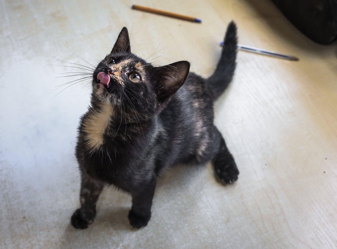 ​Śmieciarki ze zdjęciami psów wyjechały na ulice Leszna. Ruszyła akcja „Czysta Miłość”