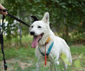 Marley - pies do adopcji