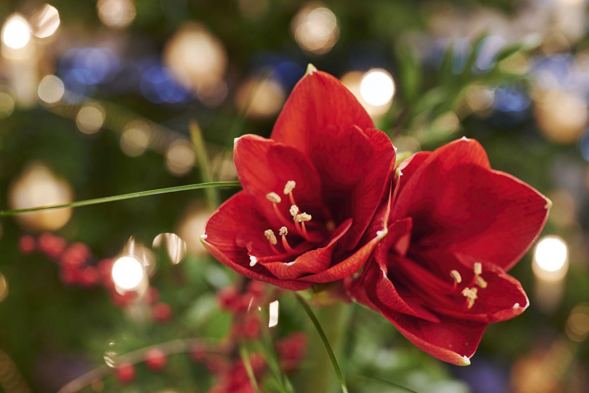 Hippeastrum