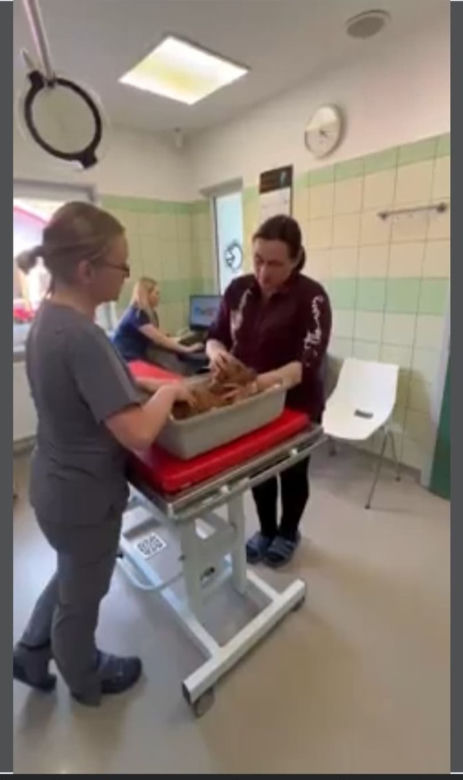 Suczka Alisa przyjechała z Ukrainy do Polski na cesarskie cięcie [GALERIA]