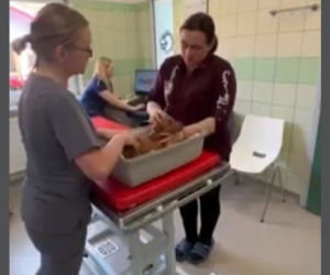 Suczka Alisa przyjechała z Ukrainy do Polski na cesarskie cięcie [GALERIA]