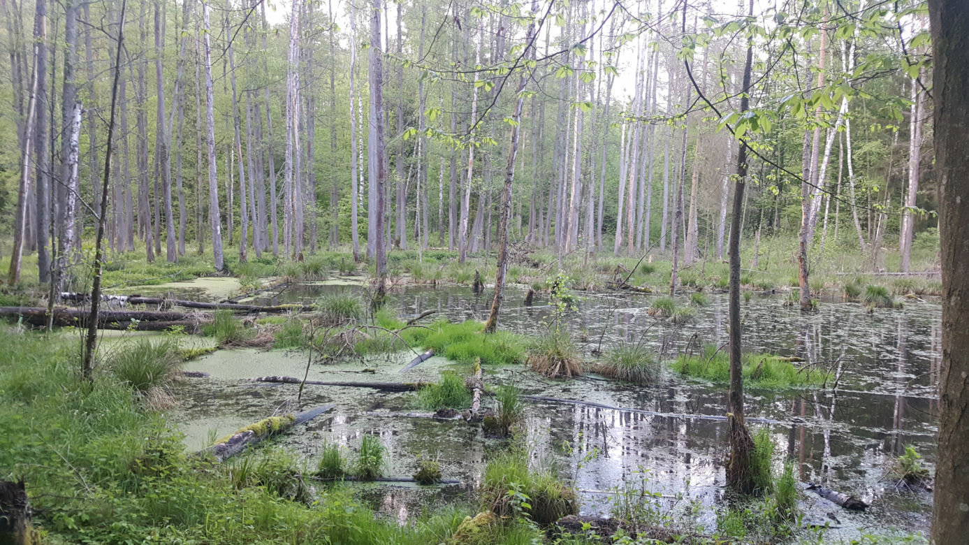 Bory Tucholskie