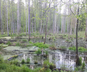 Bory Tucholskie
