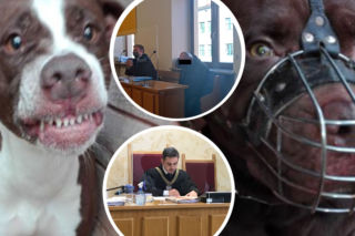 Pitbull zagryzł 12-letniego Kamila. Zapadł wyrok! Mama chłopca chciała wyższej kary
