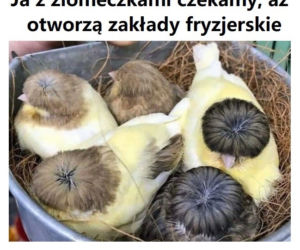 Fryzjerzy kontra koronawirus. Te memy bawią do łez