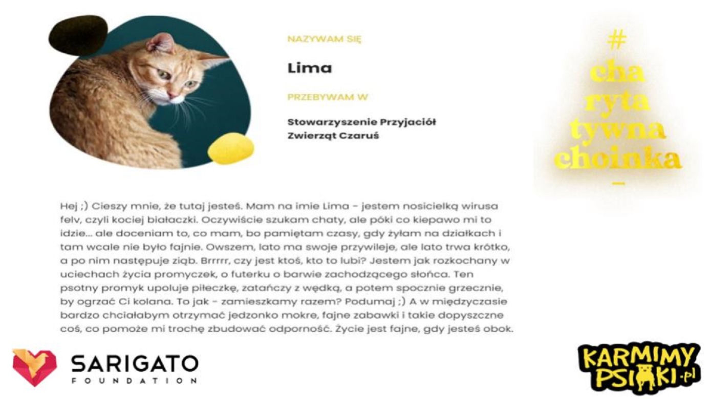 Charytatywna Choinka dla bezdomnych psów i kotów. Każdy może pomóc!