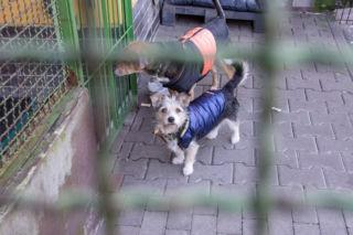 Afera w bytomskim schronisku wstrząsnęła Polską. Będą dodatkowe kontrole w regionie