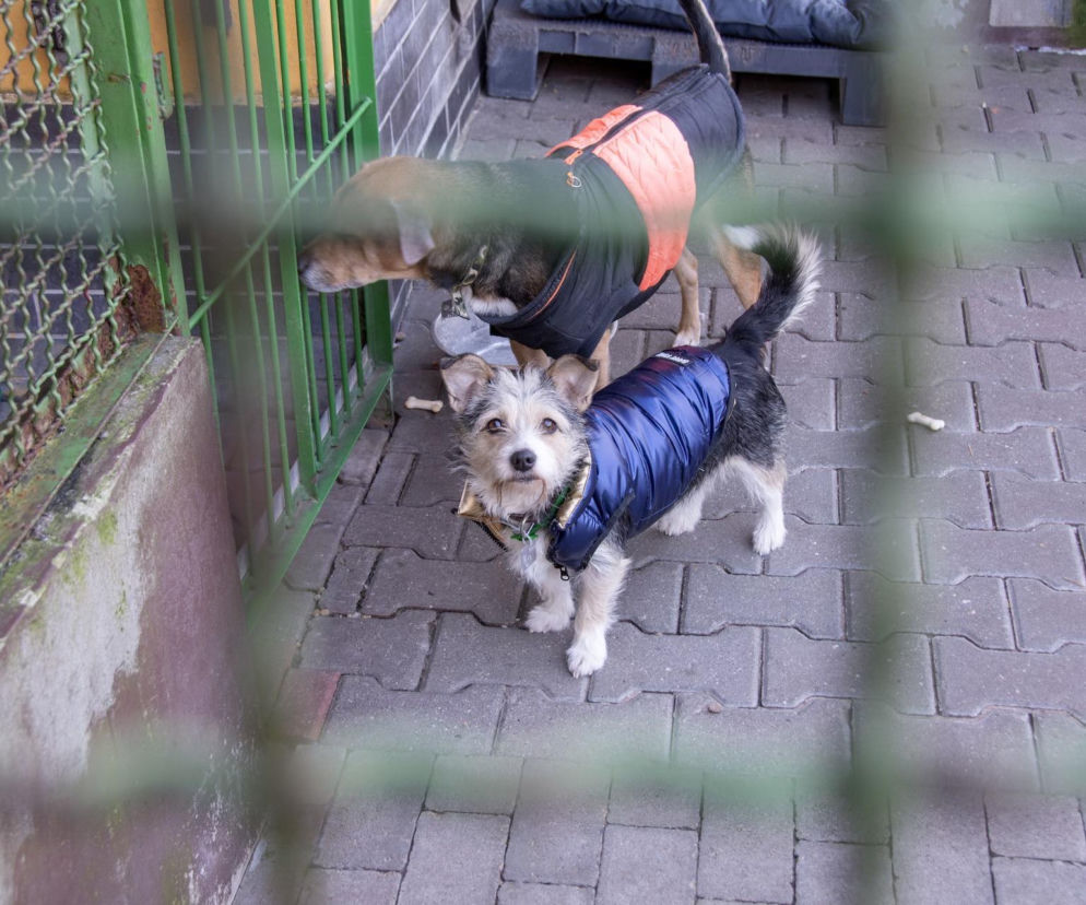 Ruszają pilne kontrole schronisk w Śląskiem. To pokłosie afery w Bytomiu