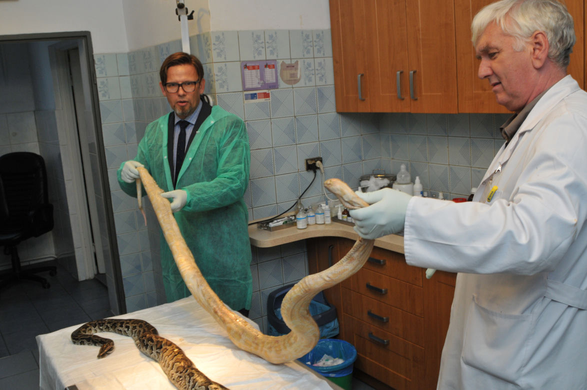 Ktoś wyrzucił całkiem dobre pytony