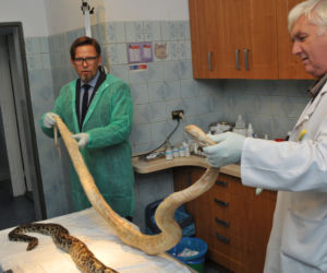 Ktoś wyrzucił całkiem dobre pytony