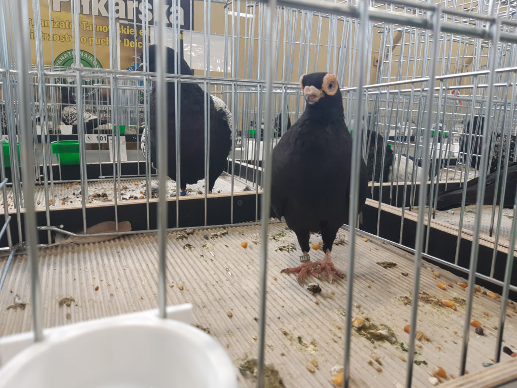 Wystawa gołębi rasowych, kur ozdobnych oraz królików hodowlanych w Tarnowie