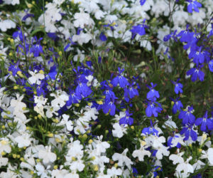 Lobelia przylądkowa