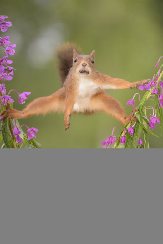 SCIURUS VAN DAMME.