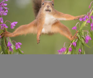SCIURUS VAN DAMME.