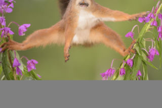 SCIURUS VAN DAMME.