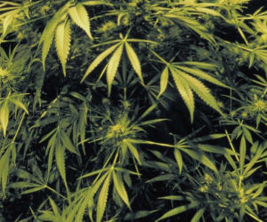 marihuana