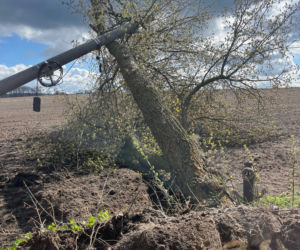 Powiat siedlecki: liczne interwencje strażaków w związku z wichurą