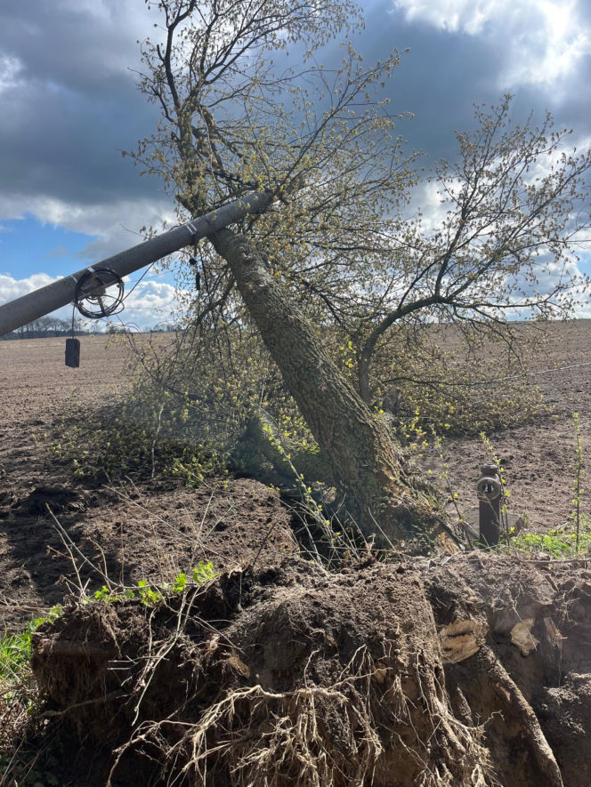 Powiat siedlecki: liczne interwencje strażaków w związku z wichurą