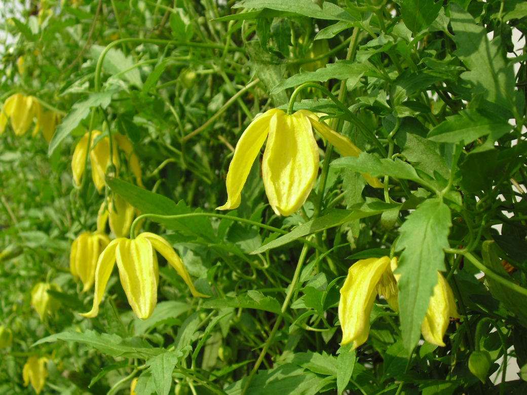 Powojnik 'Lambdon Park'