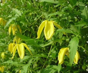 Powojnik 'Lambdon Park'