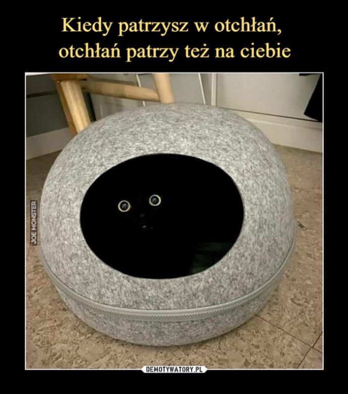 Dzień Kota 2021 - memy